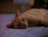 Avatar von Spot